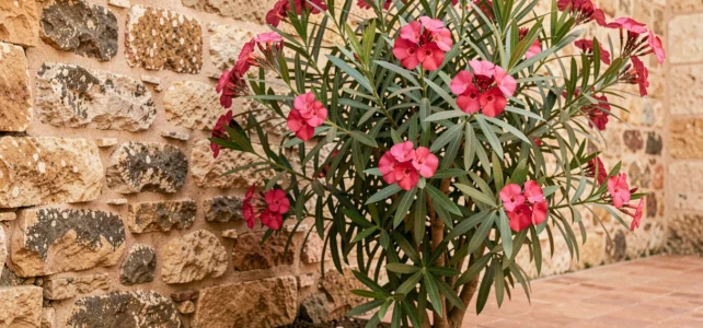 Peut-on planter un laurier rose près d’un mur sans risque pour les fondations ? Peut-on planter un laurier rose près d’un mur sans risque pour les fondations ?